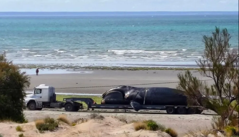 En Puerto Madryn hallaron otra ballena muertas: investigan las causas
