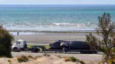 En Puerto Madryn hallaron otra ballena muertas: investigan las causas