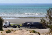 En Puerto Madryn hallaron otra ballena muertas: investigan las causas